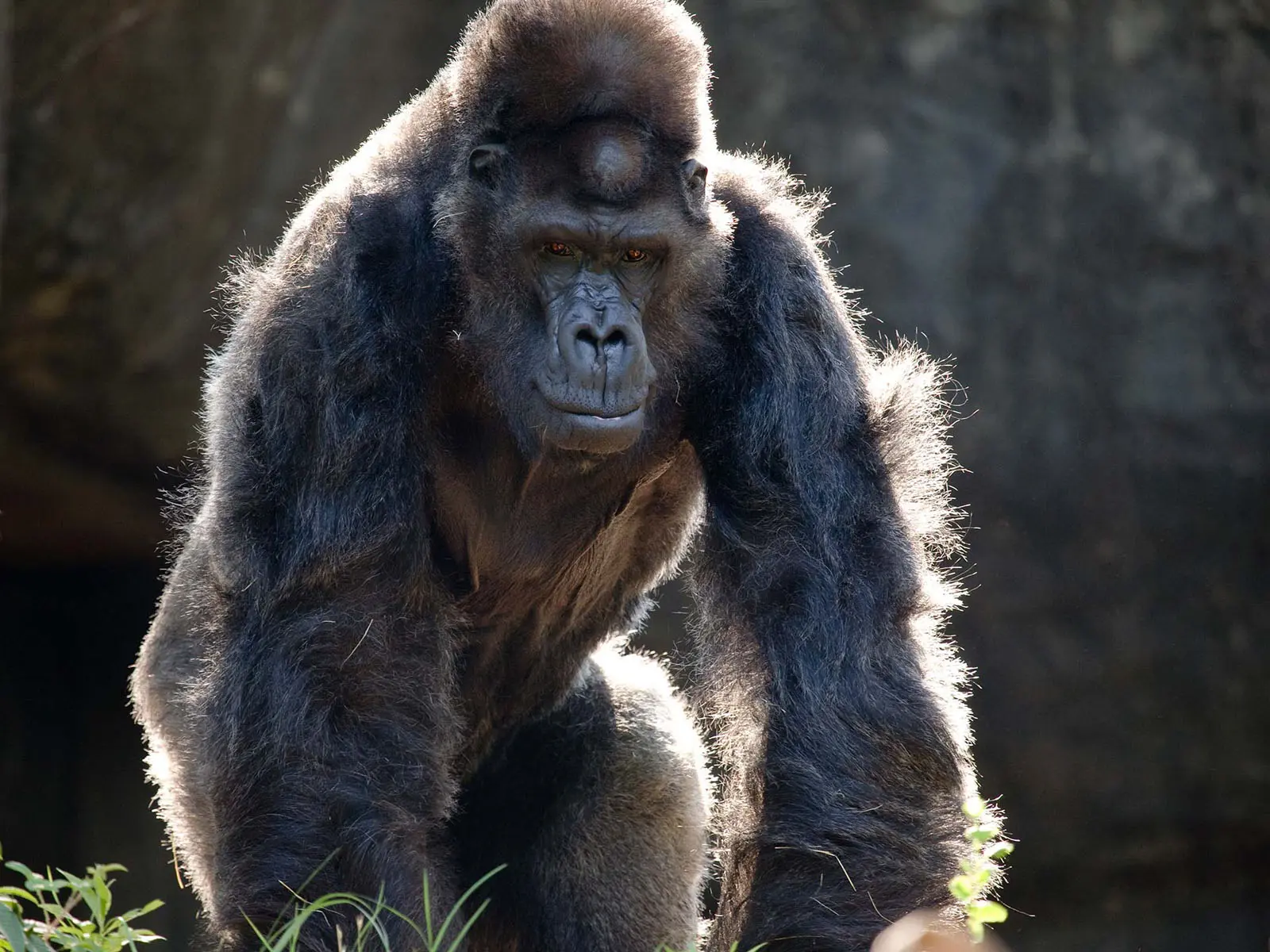 Ivan w zoo