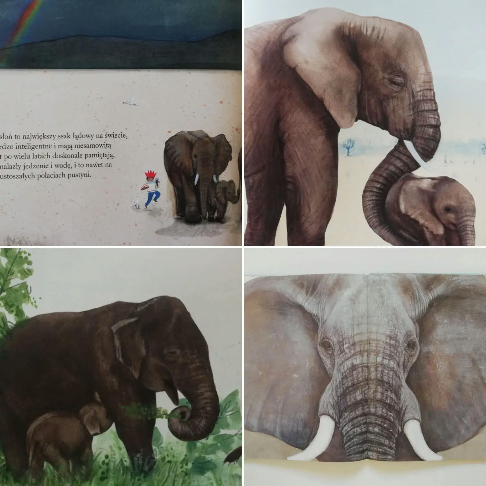 słoń ilustracje